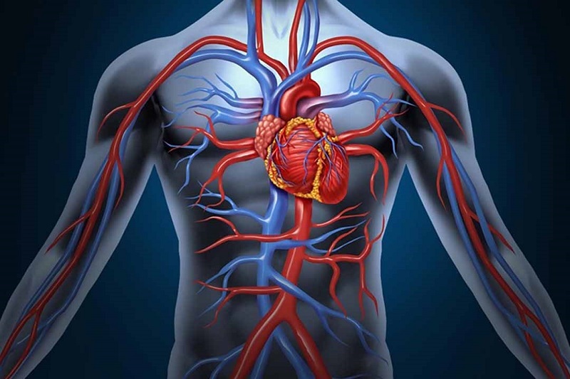 mạch máu dẫn đến tim